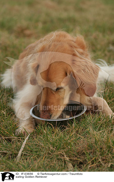 fressender Golden Retriever / eating Golden Retriever / IF-03656