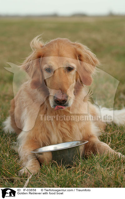 Golden Retriever mit Futterschssel / Golden Retriever with food bowl / IF-03658