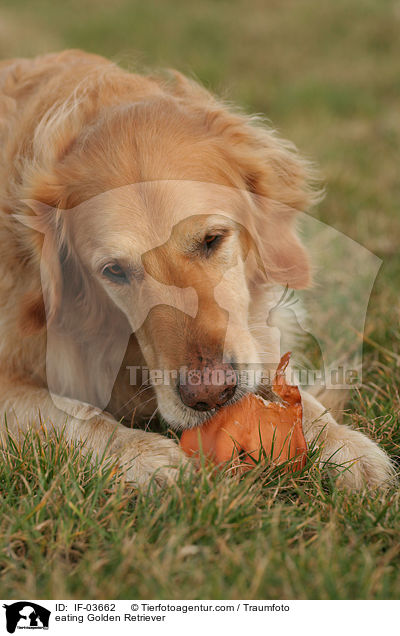 fressender Golden Retriever / eating Golden Retriever / IF-03662