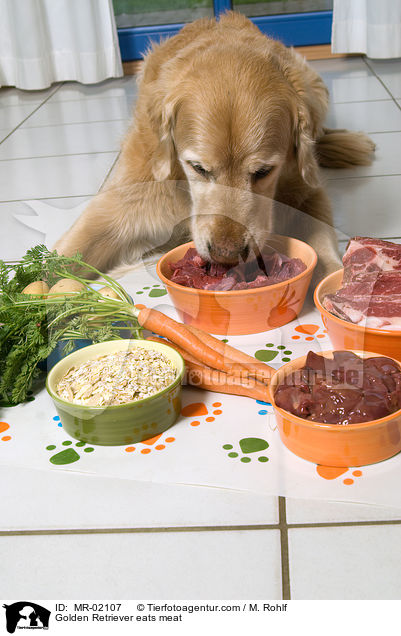 Golden Retriever frit Fleisch / Golden Retriever eats meat / MR-02107