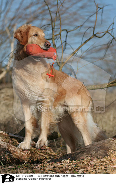 stehender Golden Retriever / standing Golden Retriever / IF-03805