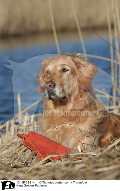liegender Golden Retriever / lying Golden Retriever / IF-03814