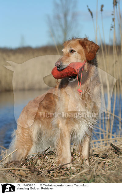 stehender Golden Retriever / standing Golden Retriever / IF-03815