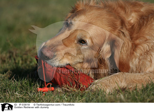 Golden Retriever mit Dummy / Golden Retriever with dummy / IF-03818