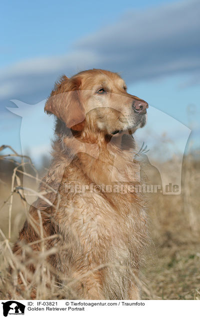 Golden Retriever Portrait / Golden Retriever Portrait / IF-03821