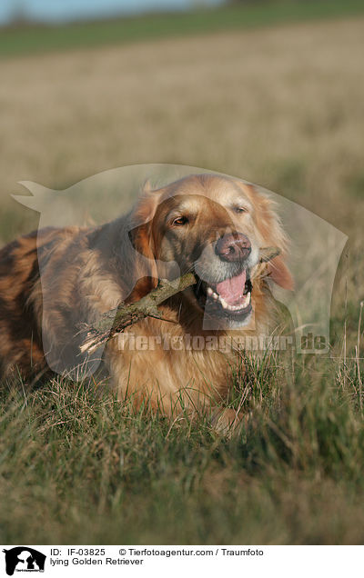 liegender Golden Retriever / lying Golden Retriever / IF-03825