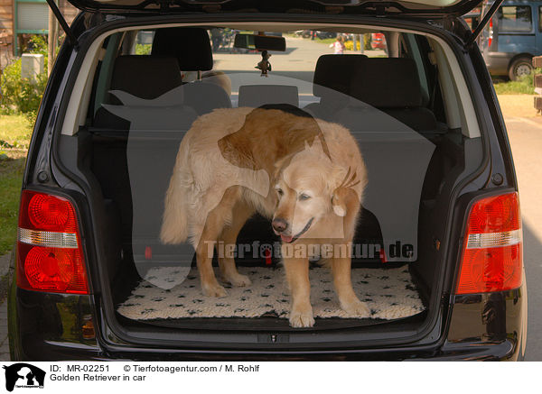 Golden Retriever im Auto / Golden Retriever in car / MR-02251