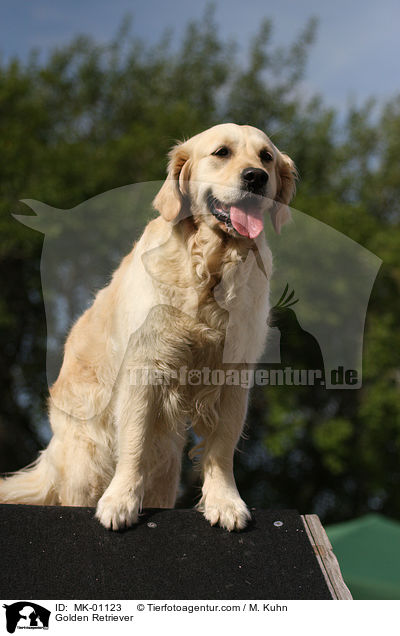 Golden Retriever / Golden Retriever / MK-01123