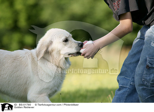 Golden Retriever / Golden Retriever / BS-01780