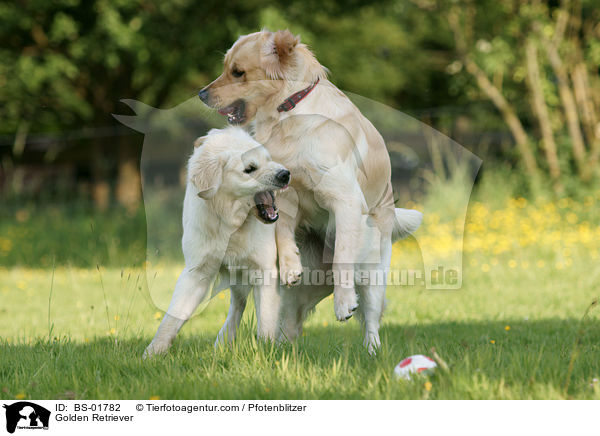 Golden Retriever / BS-01782