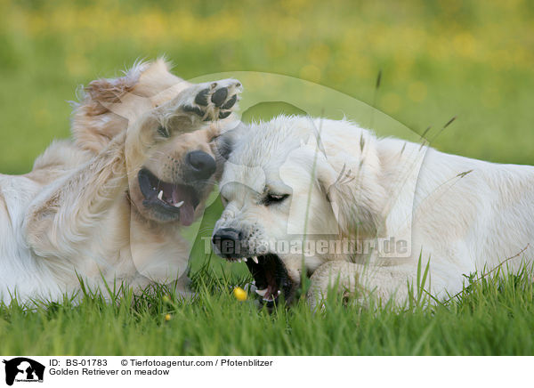 Golden Retriever auf Wiese / Golden Retriever on meadow / BS-01783
