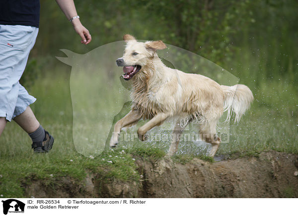 Golden Retriever Rde / male Golden Retriever / RR-26534