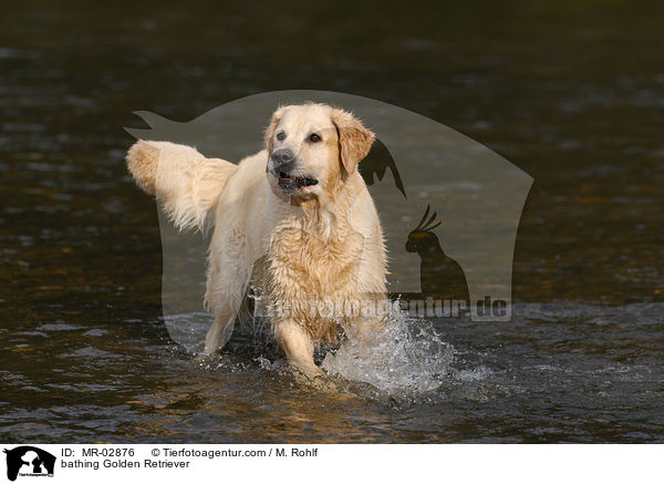 bathing Golden Retriever / MR-02876