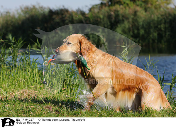 Golden Retriever / IF-04927