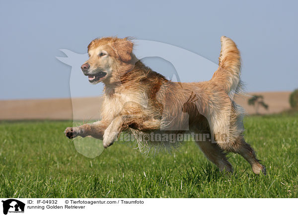 running Golden Retriever / IF-04932