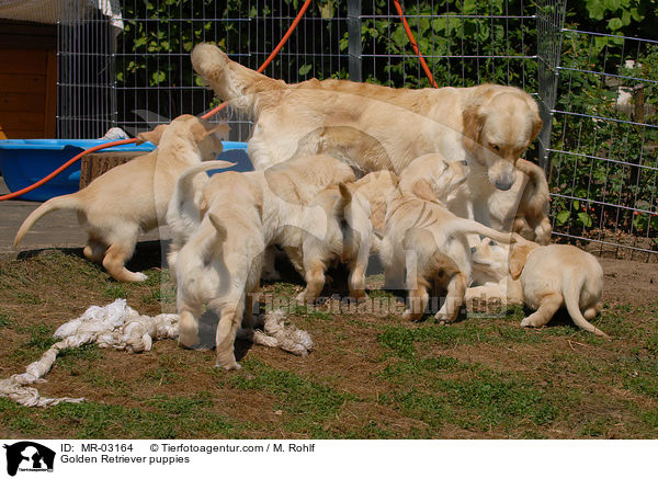 Golden Retriever puppies / MR-03164