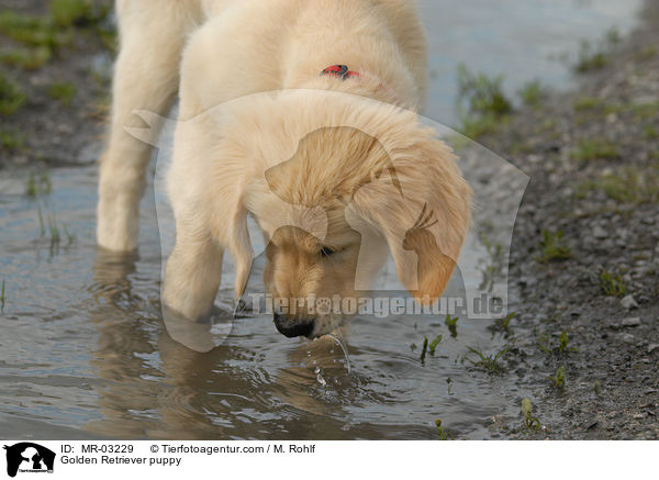 Golden Retriever Welpe / Golden Retriever puppy / MR-03229