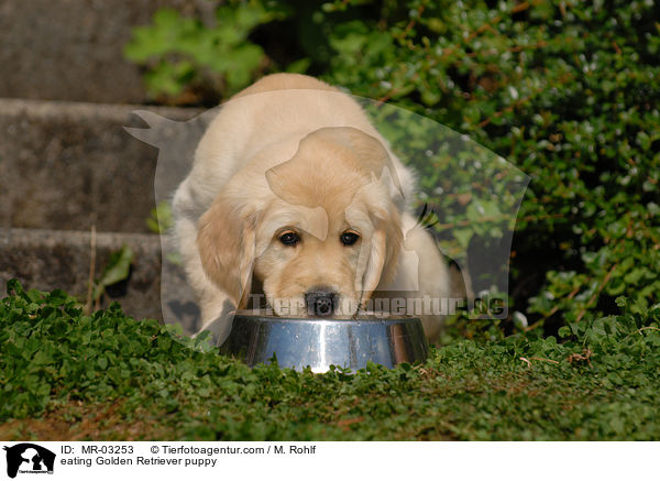 fressender Golden Retriever Welpe / eating Golden Retriever puppy / MR-03253