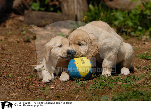 Golden Retriever puppies / MR-03255