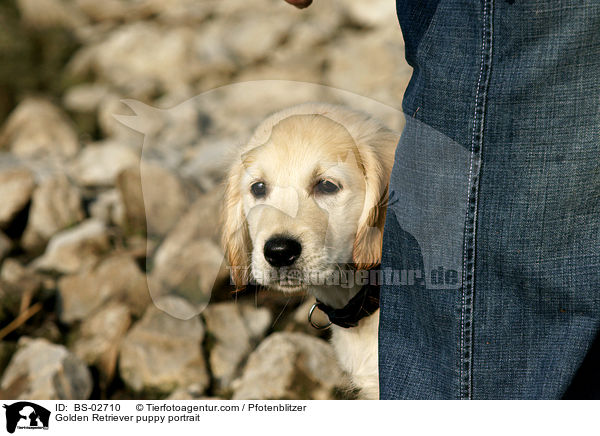 Golden Retriever Welpe Portrait / Golden Retriever puppy portrait / BS-02710