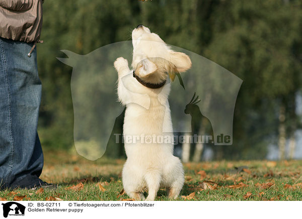 Golden Retriever Welpe / Golden Retriever puppy / BS-02711