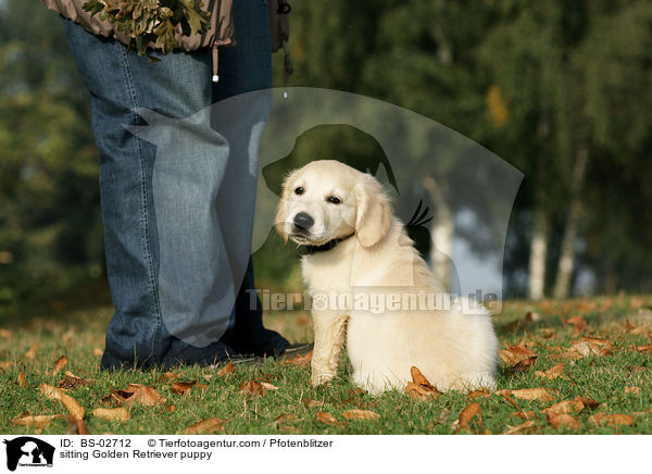 sitzender Golden Retriever Welpe / sitting Golden Retriever puppy / BS-02712