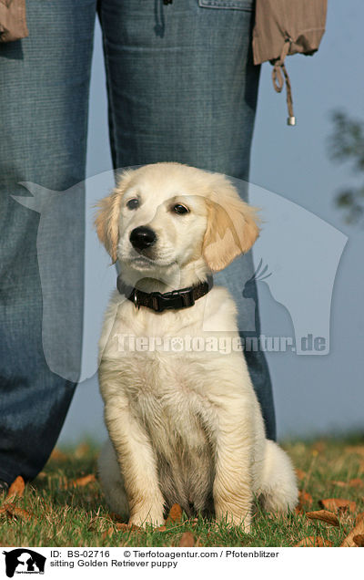 sitzender Golden Retriever Welpe / sitting Golden Retriever puppy / BS-02716