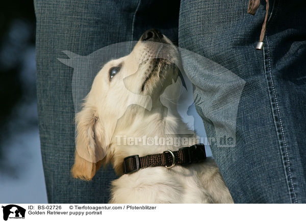 Golden Retriever Welpe Portrait / Golden Retriever puppy portrait / BS-02726