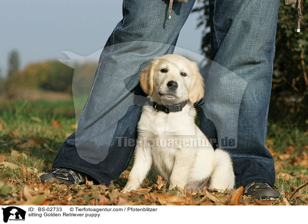 sitzender Golden Retriever Welpe / sitting Golden Retriever puppy / BS-02733
