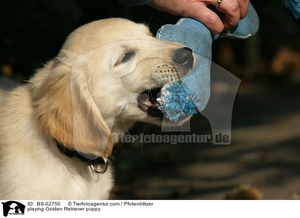 spielender Golden Retriever Welpe / playing Golden Retriever puppy / BS-02750