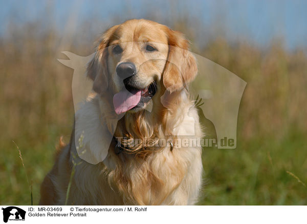 Golden Retriever Portrait / Golden Retriever Portrait / MR-03469