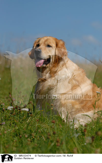 Golden Retriever / Golden Retriever / MR-03474