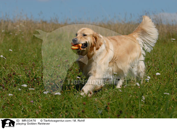 spielender Golden Retriever / playing Golden Retriever / MR-03476
