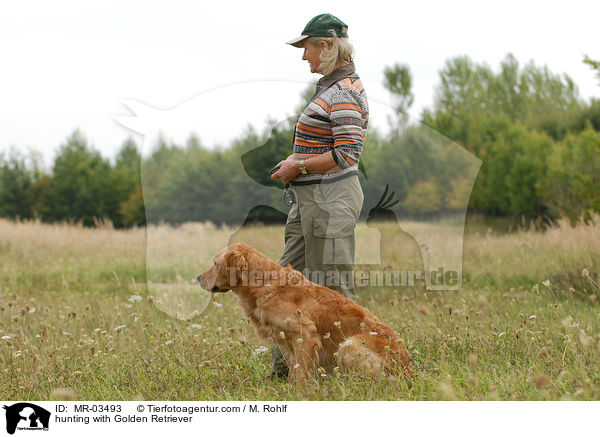 Golden Retriever bei der Jagd / hunting with Golden Retriever / MR-03493