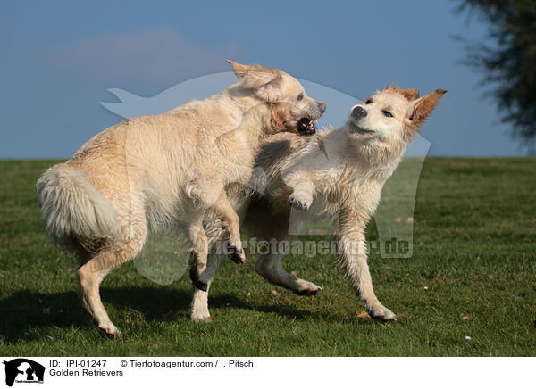 Golden Retrievers / IPI-01247