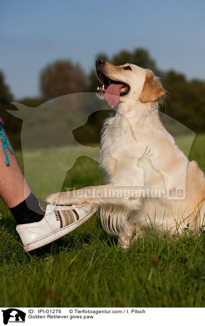 Golden Retriever gibt Pftchen / Golden Retriever gives paw / IPI-01276