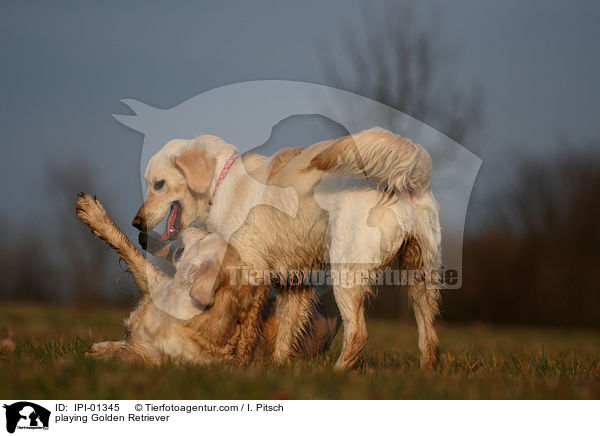 playing Golden Retriever / IPI-01345