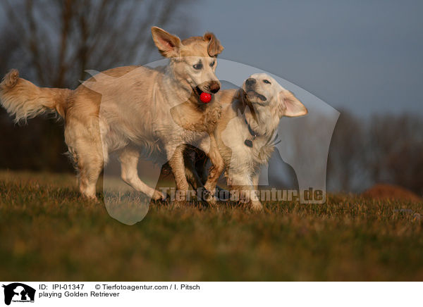 playing Golden Retriever / IPI-01347