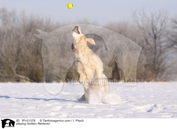 spielender Golden Retriever / playing Golden Retriever / IPI-01378