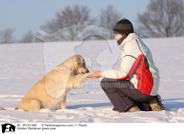 Golden Retriever gibt Pftchen / Golden Retriever gives paw / IPI-01392