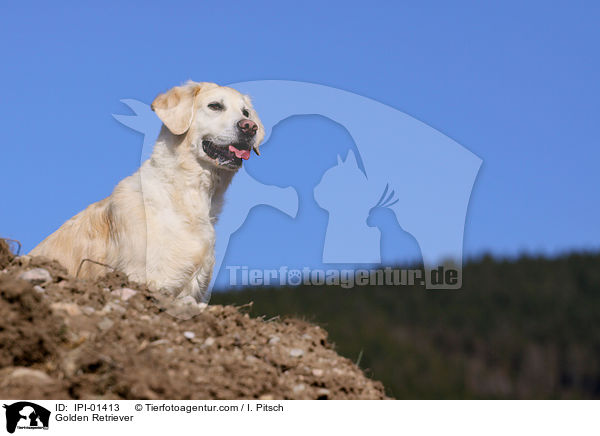 Golden Retriever / Golden Retriever / IPI-01413