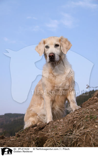 Golden Retriever / Golden Retriever / IPI-01422