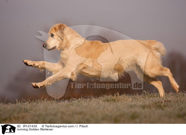 running Golden Retriever / IPI-01430