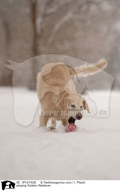 spielender Golden Retriever / playing Golden Retriever / IPI-01528