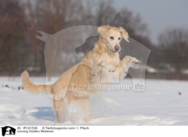 running Golden Retriever / IPI-01536
