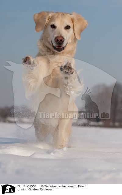 running Golden Retriever / IPI-01551