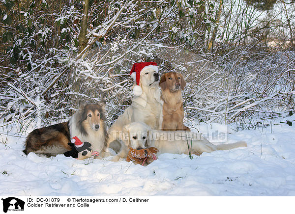 Golden Retriever und Collie / Golden Retriever and Collie / DG-01879