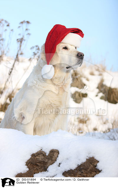 Golden Retriever / Golden Retriever / DG-01894