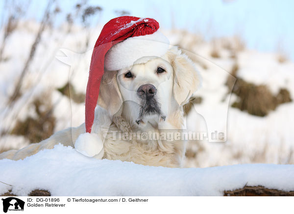 Golden Retriever / Golden Retriever / DG-01896