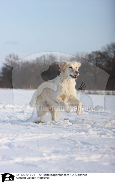 running Golden Retriever / DG-01921